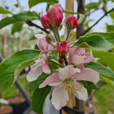 Jubileumbomen voor 25 jaar Eleos!